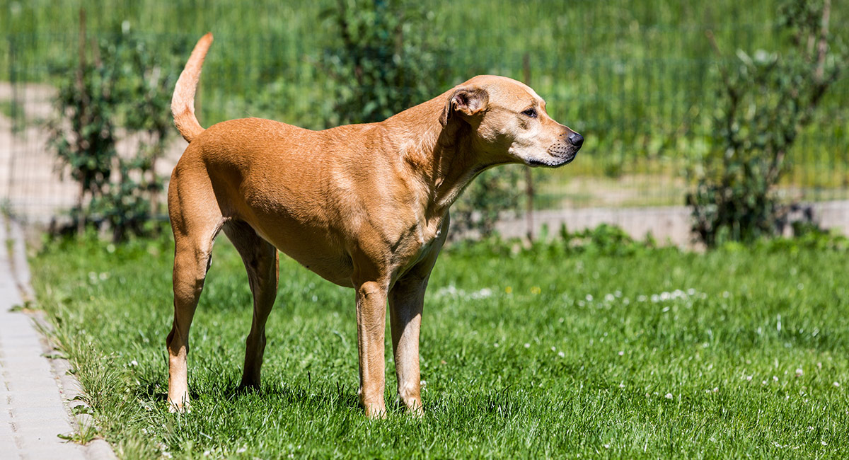 bull terrier and lab mix