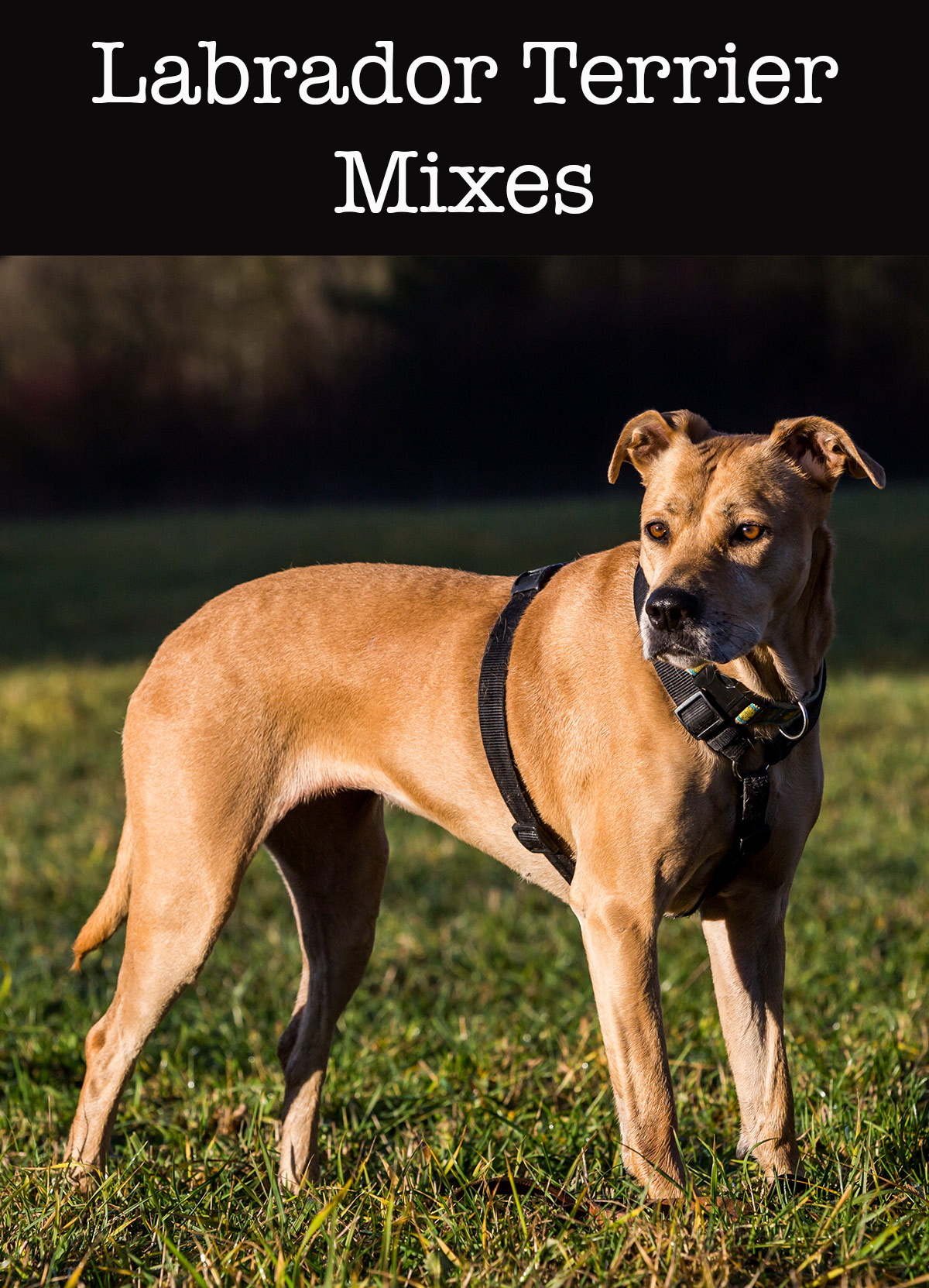 stribet Poesi Skilt Lab Terrier Mix - What To Expect From This Diverse Cross