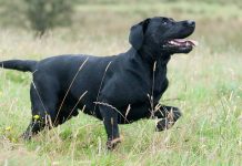 lab pointer mix