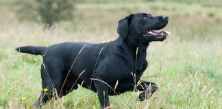 lab pointer mix