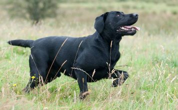 lab pointer mix