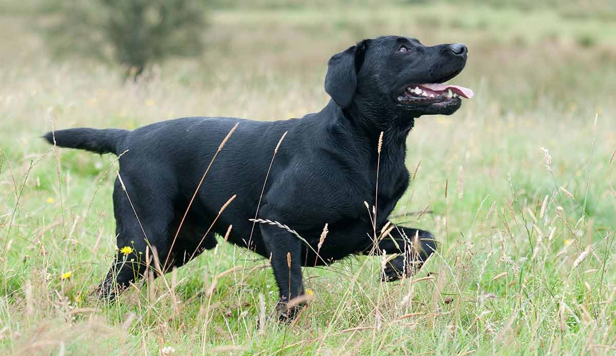 lab shorthair pointer mix