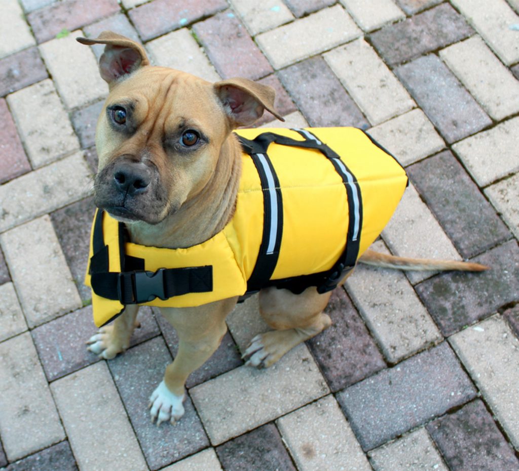 Dog Life Jackets Choosing The Right One For Your Pup