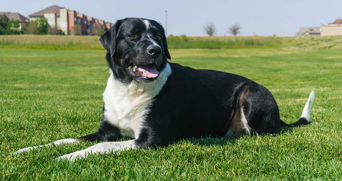 mixed breed dogs