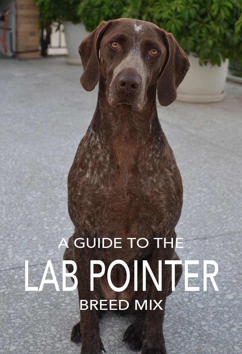 Lab Pointer Mix - Is This The Right Dog For You