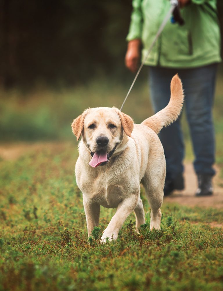 Check Out The Very Best Pooper Scooper Options Here!