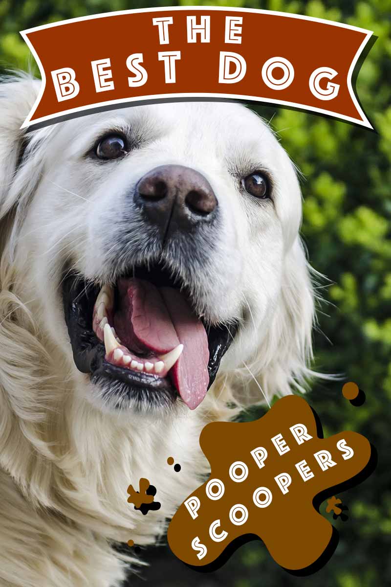 Check Out The Very Best Pooper Scooper Options Here!