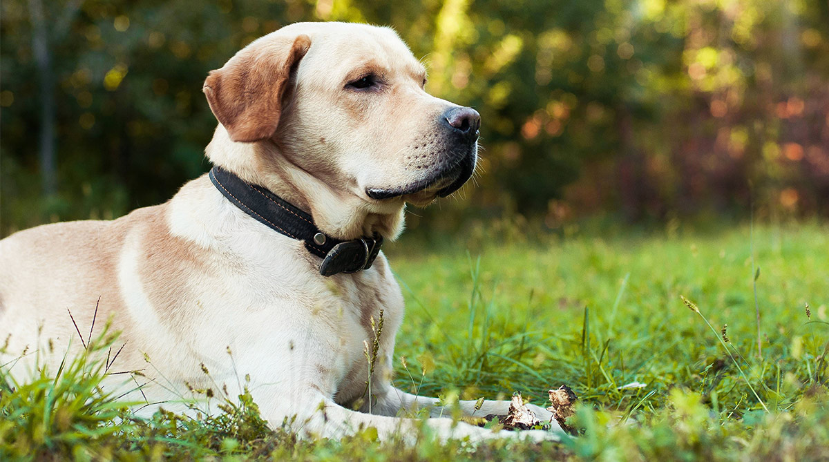 labrador x terrier