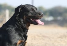 labradoodle rottweiler mix black lab your guide to the black labrador retriever the labrador site labradoodle rottweiler mix black lab your guide to the black labrador retriever the labrador site