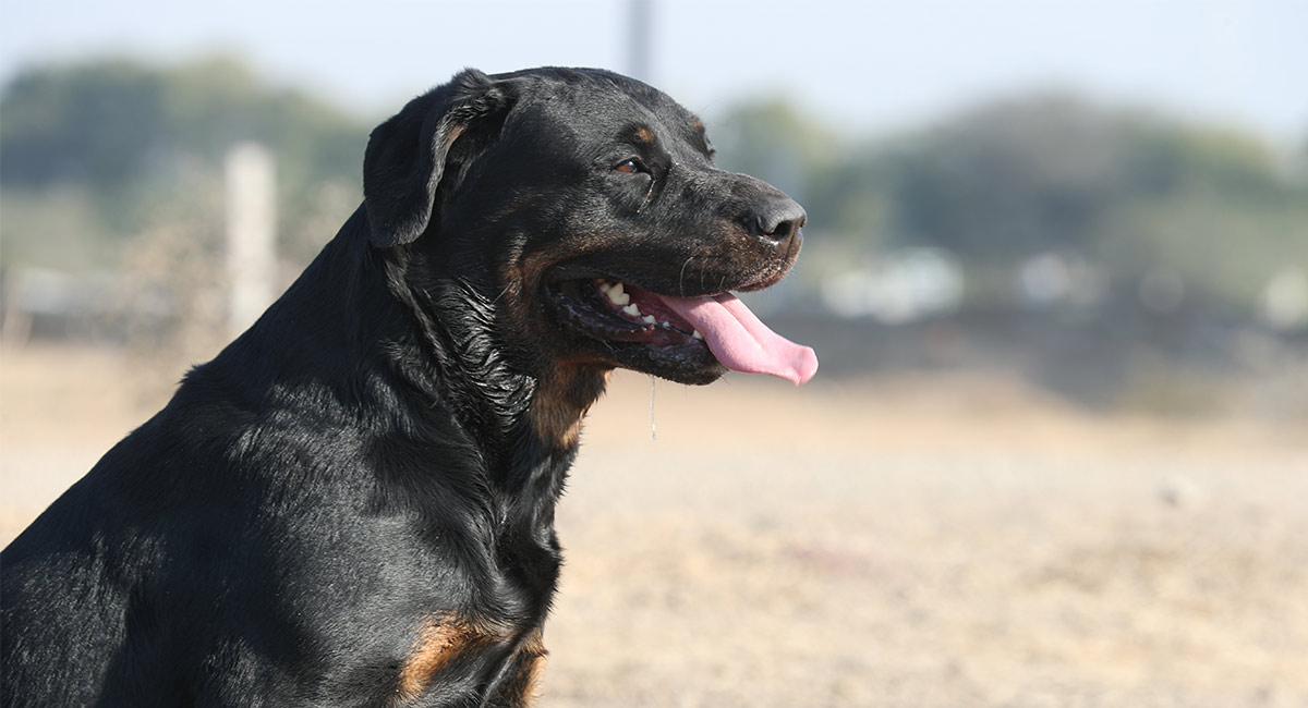 all black german rottweiler