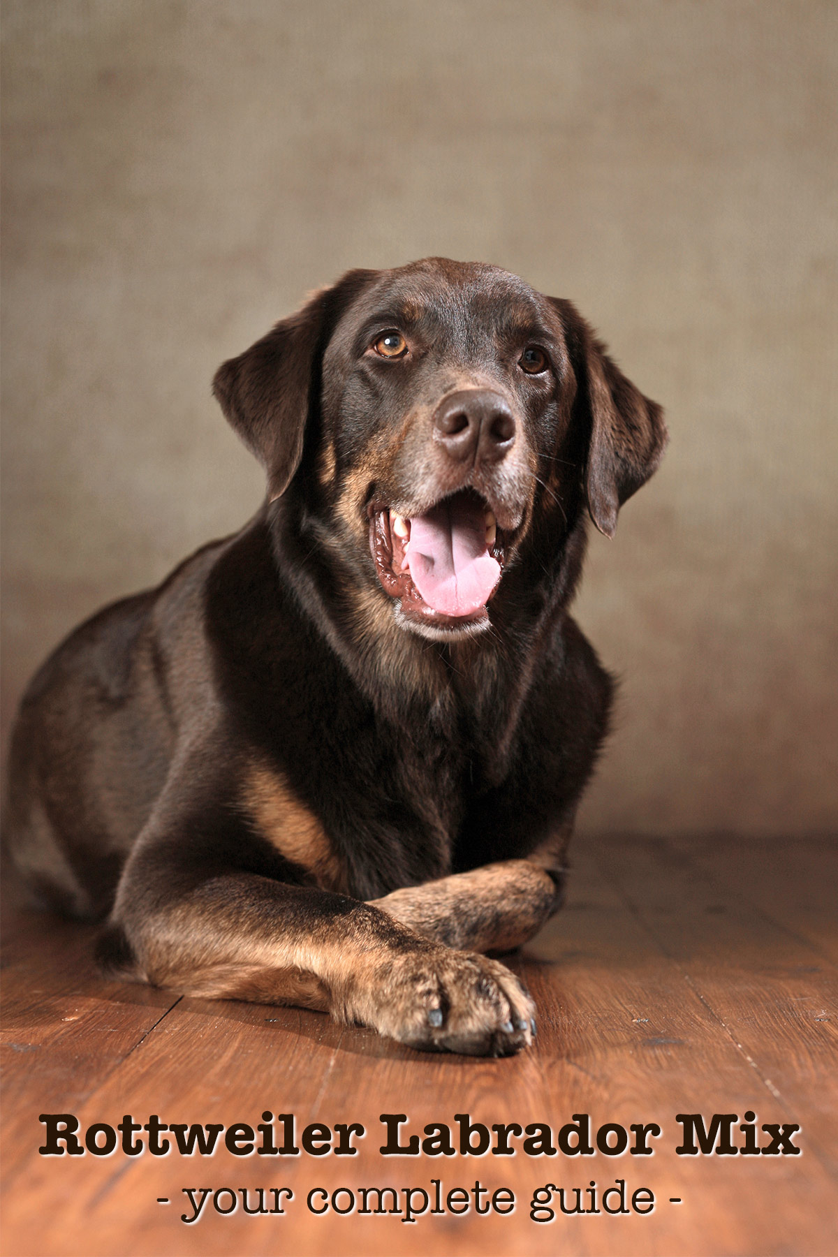 rottweiler and chocolate lab mix