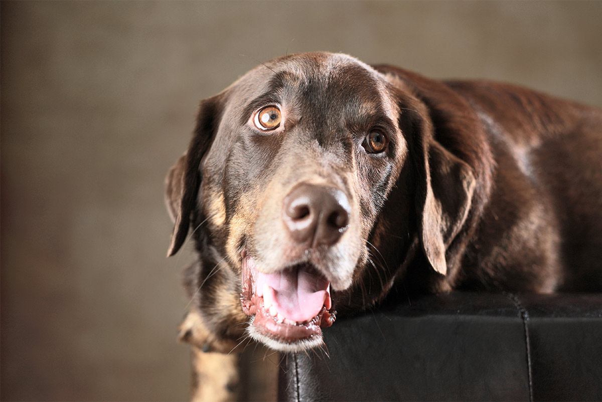 rottweiler and chocolate lab mix