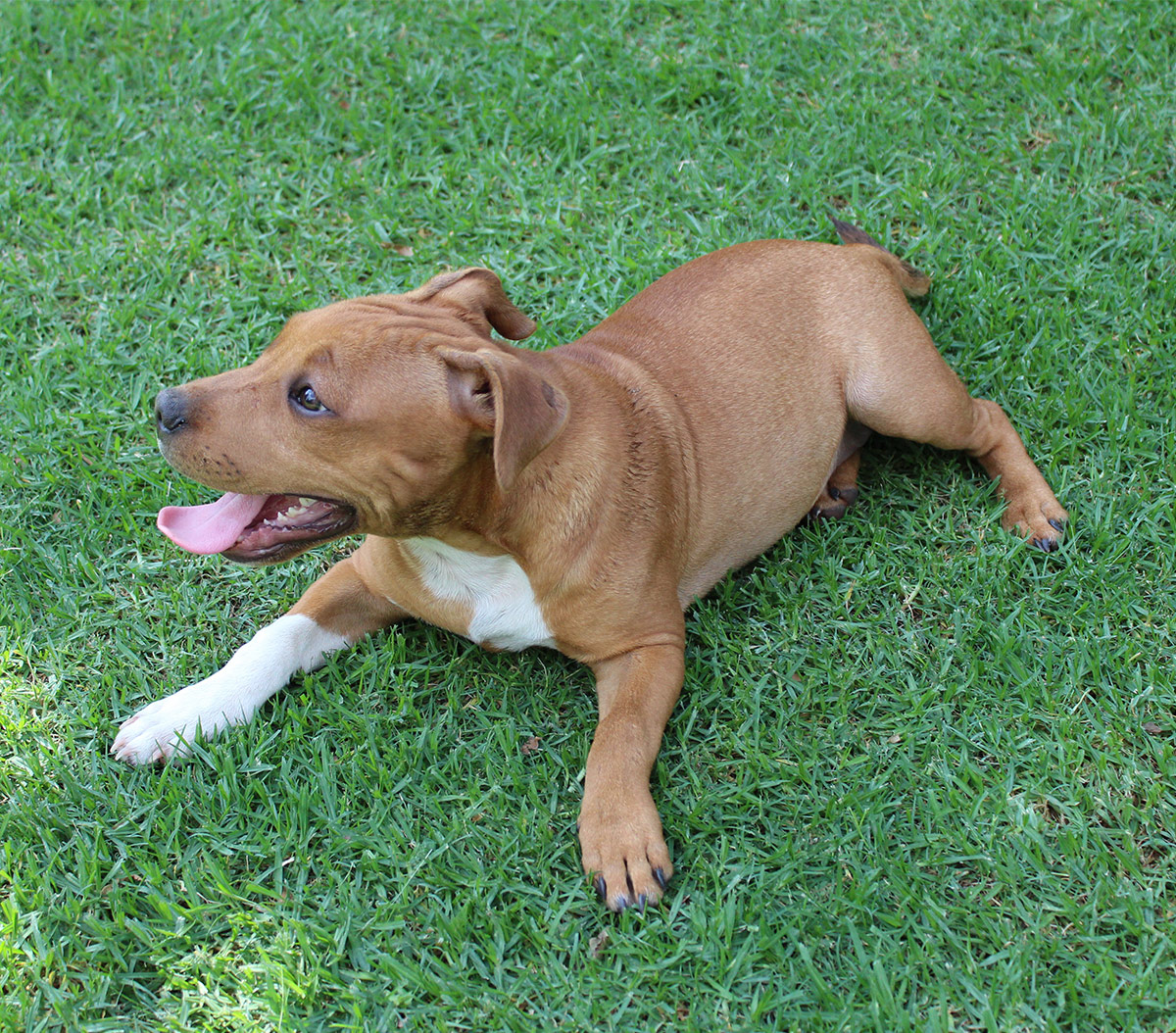 bull terrier and lab mix