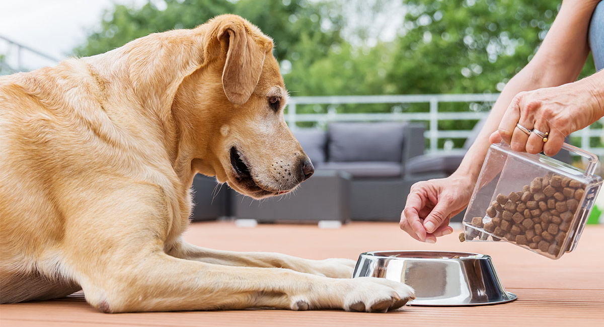 best cheap dog foods