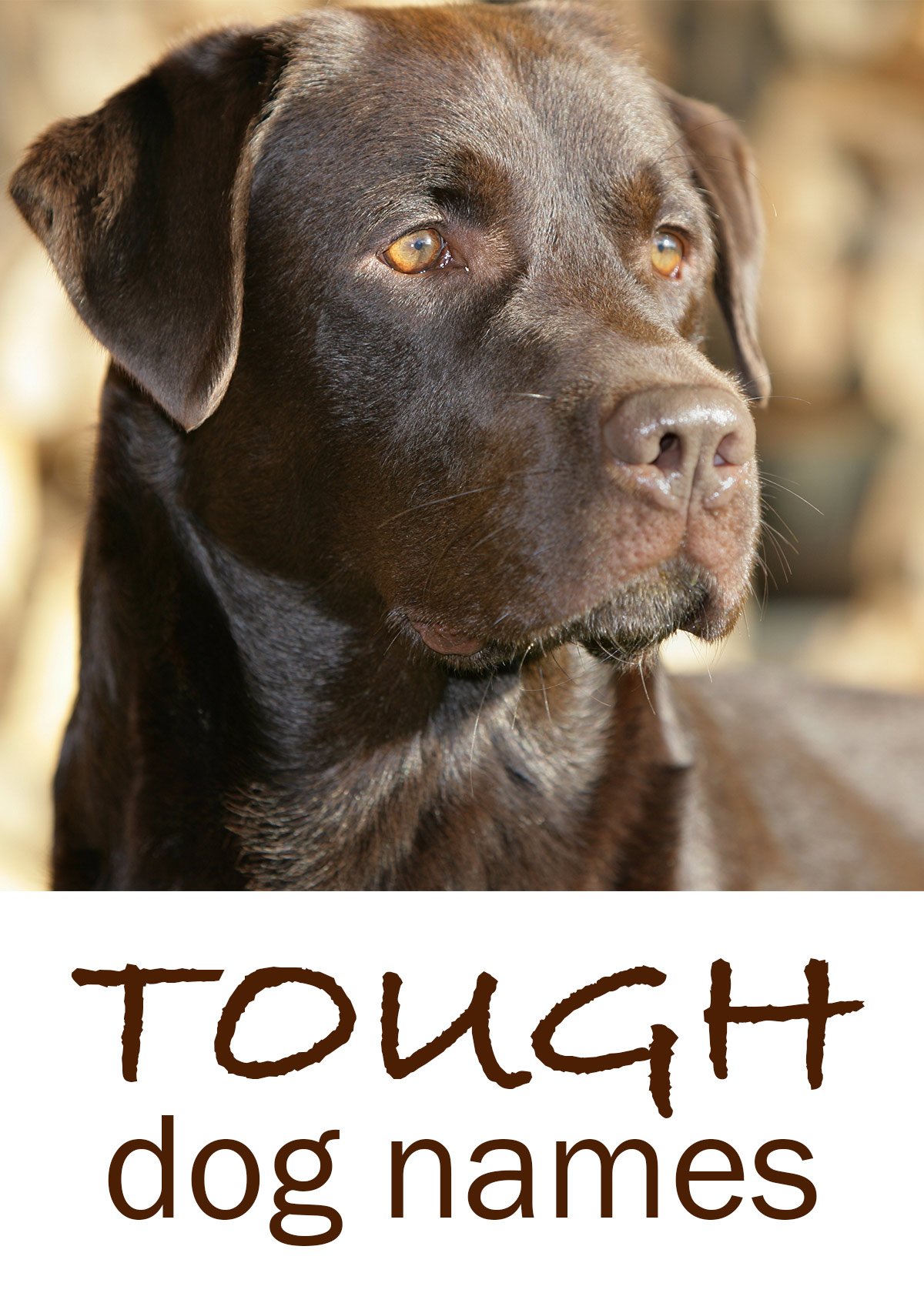 Tough Dog Names - Scary, Fierce, Strong 