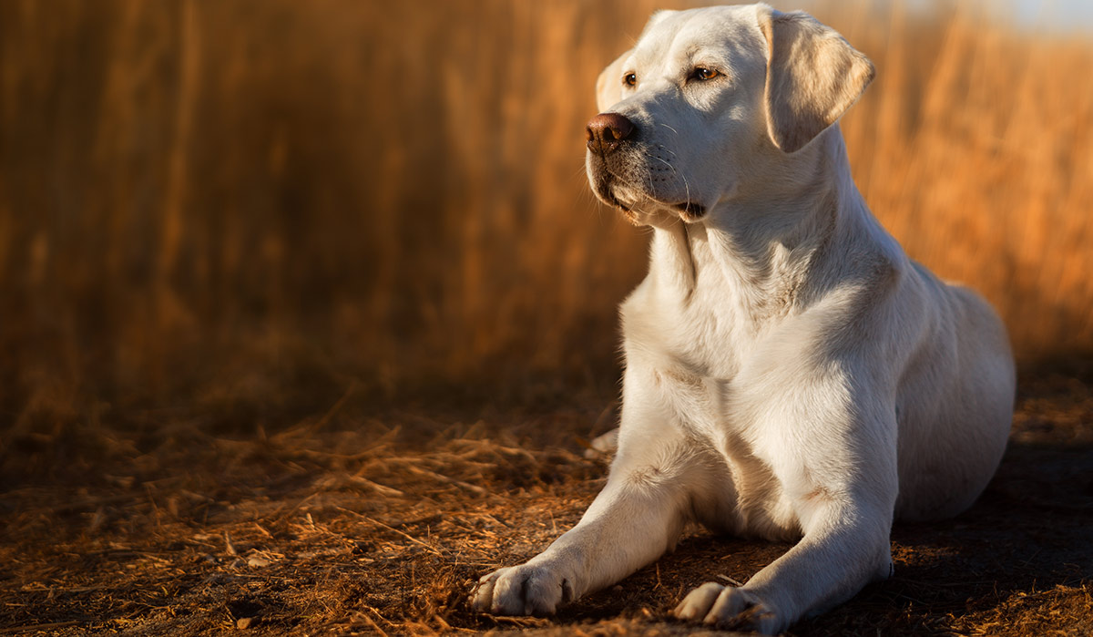 tough dog names
