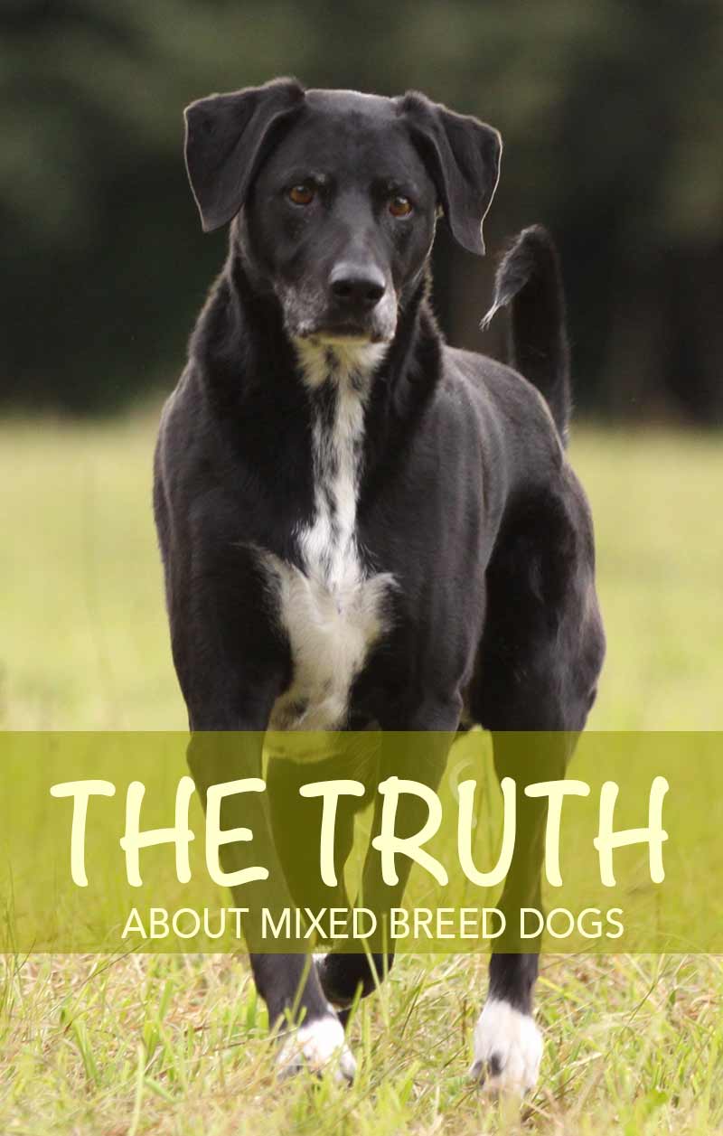 Mixed breed dogs - separating fact from fiction in this detailed guide