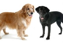 Golden Retriever vs Labrador