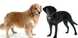 Golden Retriever vs Labrador