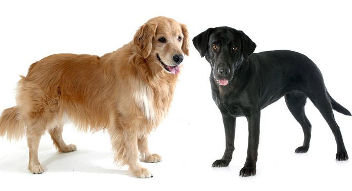 Golden Retriever vs Labrador