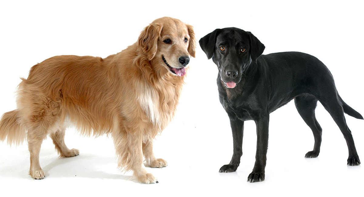 labrador compared to golden retriever