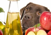 What Is The Best Glucosamine For Dogs - And Does It Really