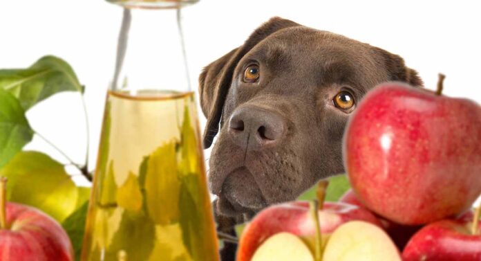 apple cider vinegar for dogs