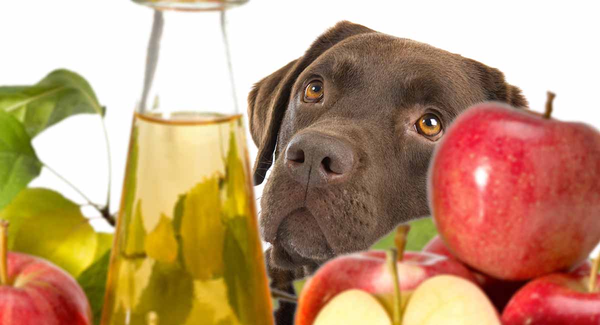 dog ear mites home remedy apple cider vinegar