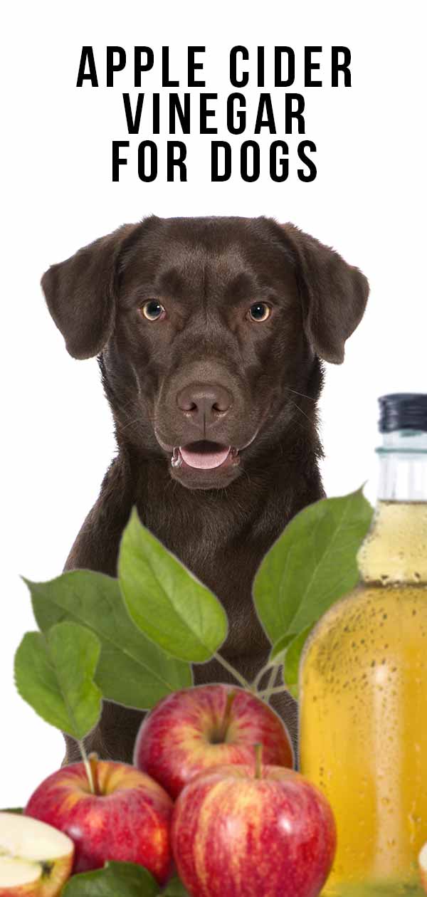 apple cider vinegar for dogs