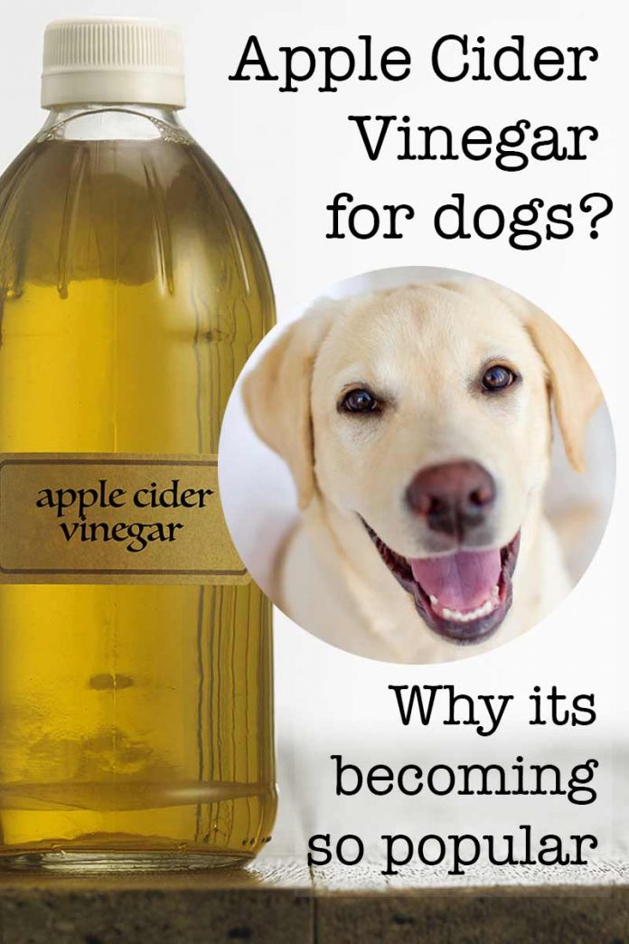 Apple Cider Vinegar For Dogs Does It Really Work?