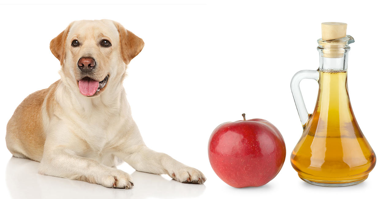 apple cider vinegar tablets for dogs