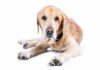 glucosamine for dogs