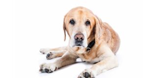 glucosamine for dogs