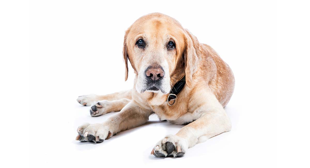 Glucosamine Dosage For Dogs Chart
