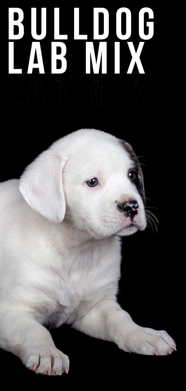 Bulldog Lab Mix