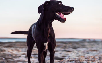 greyhound lab mix
