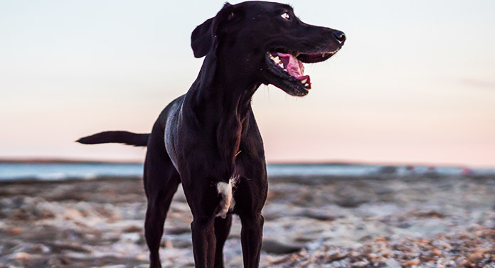 greyhound lab mix