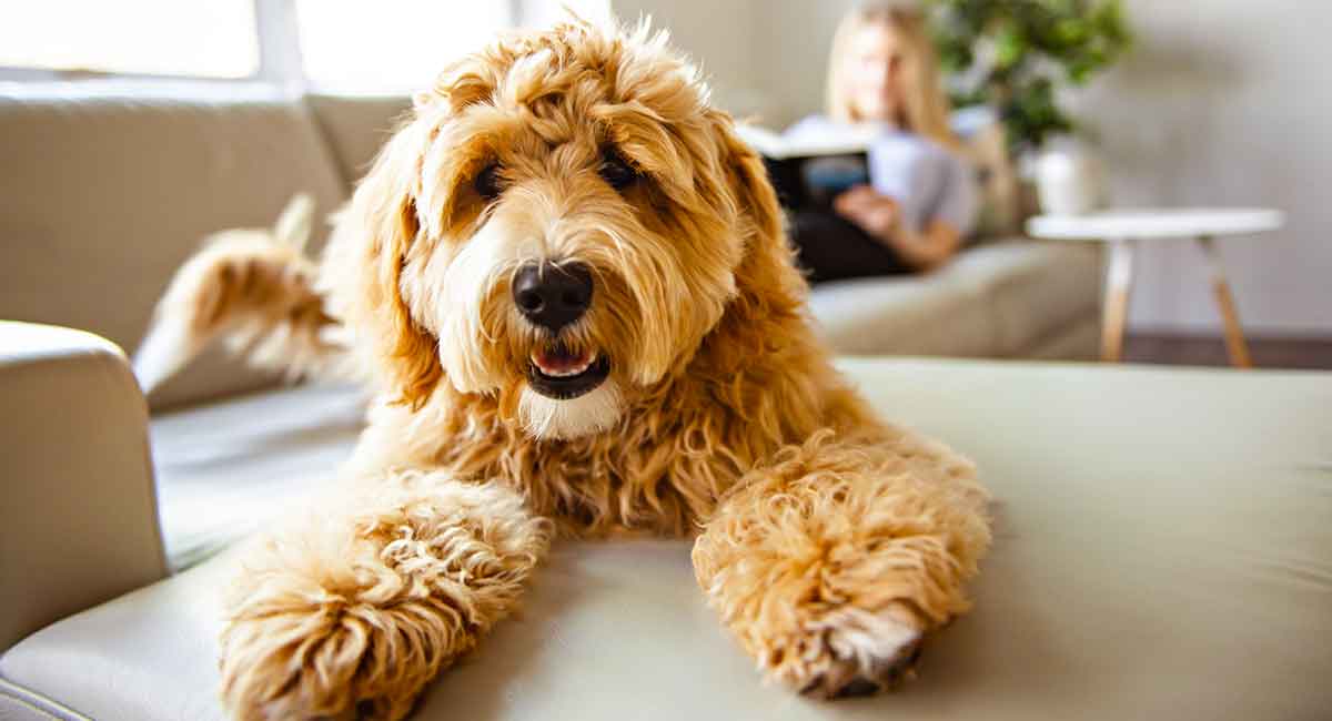 labradoodle and golden retriever