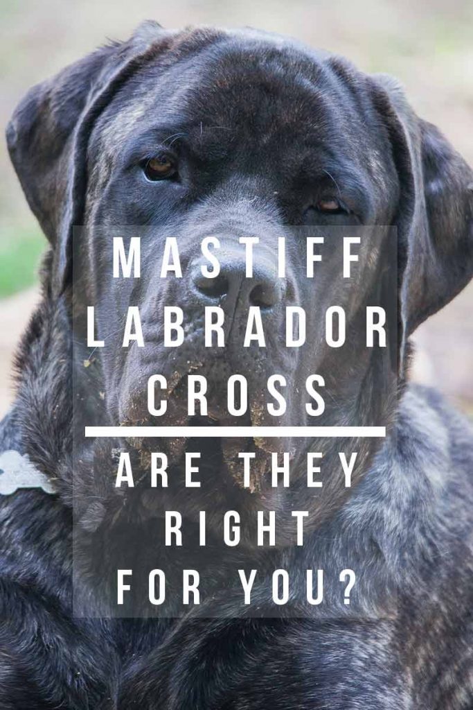 Mastiff Lab Mix Breed Information A Guide To The Mastador Dog
