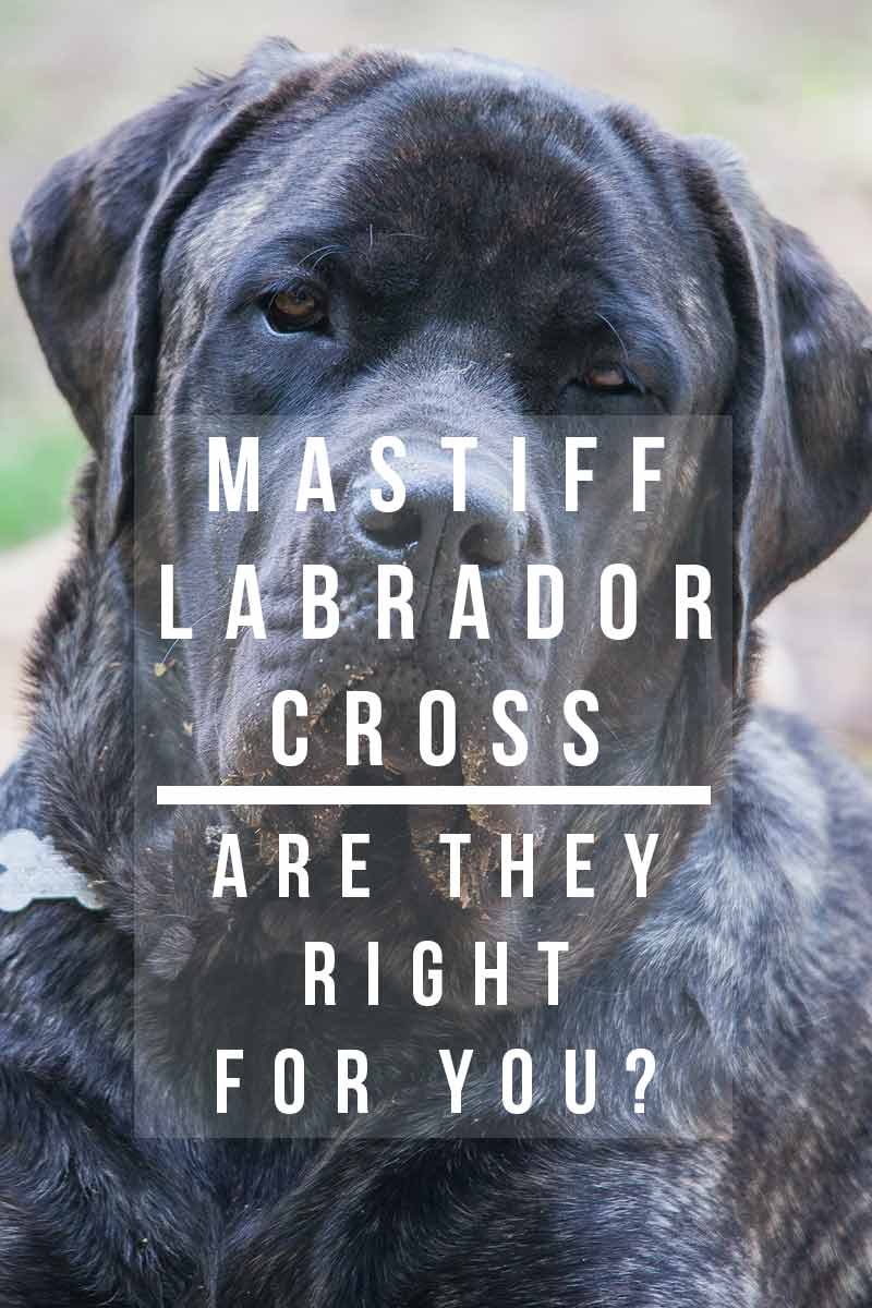 Mastiff Labrador Cross - A guide to Mastiff Lab mix.