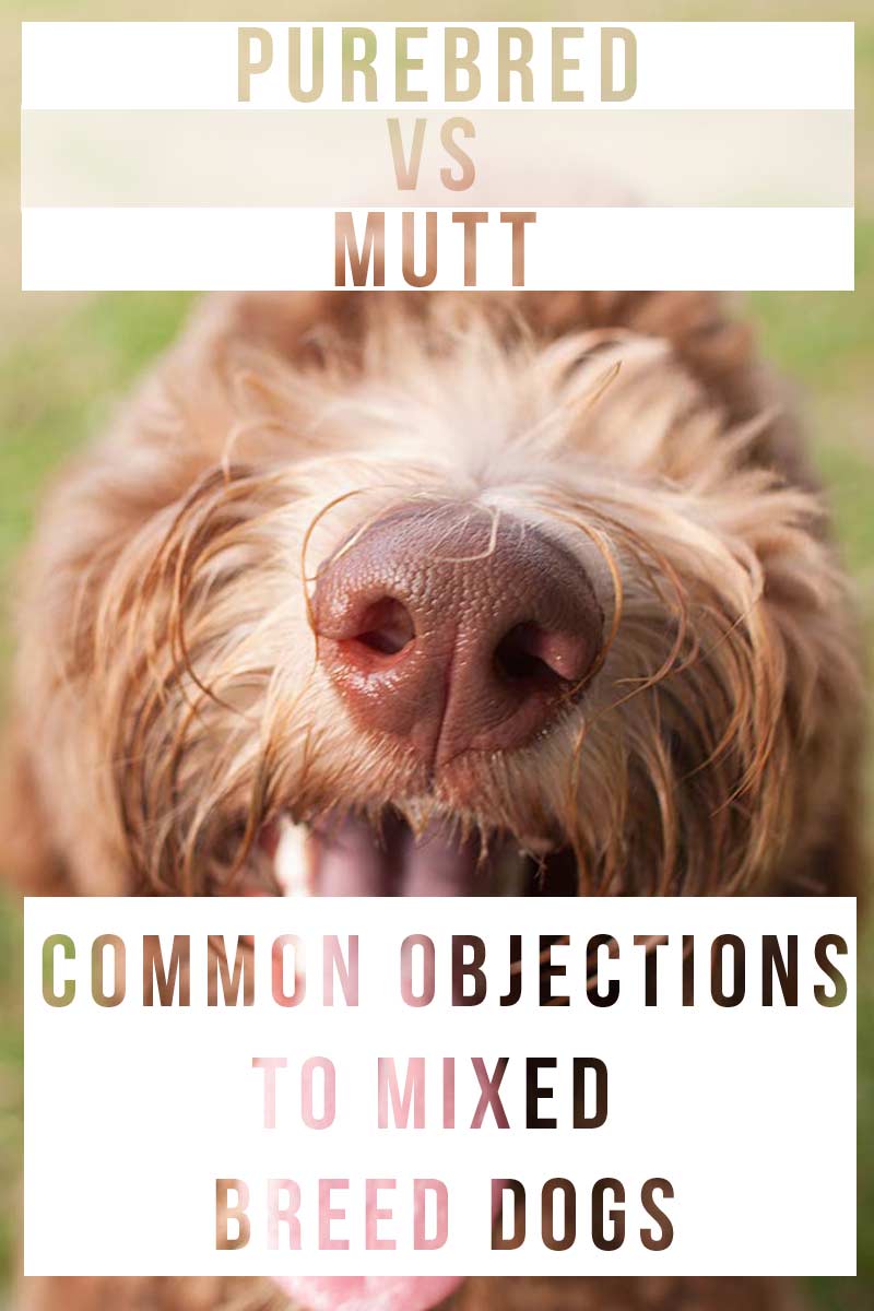 Purebred vs Mutt - common objections to mixed breed dogs