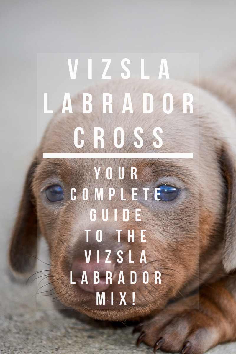 Vizsla Labrador Cross - Your complete guide to the Vizsla Labrador Mix 