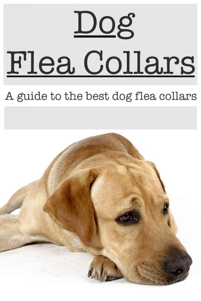 What Are The Best Flea Collars For Dogs? Find Out Here!