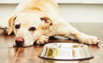 Best Dog Food For Sensitive Stomach English Bulldog Best Dog Food For Sensitive Stomach English Bulldog