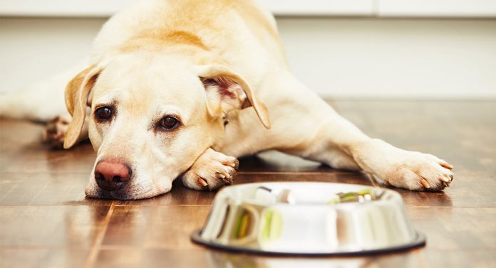 best dog food for sensitive stomach