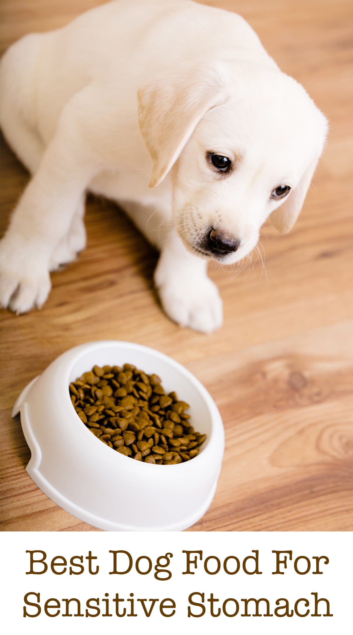 best dog food brands for sensitive stomach