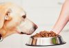 best dry dog food