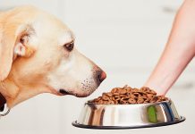 best dry dog food