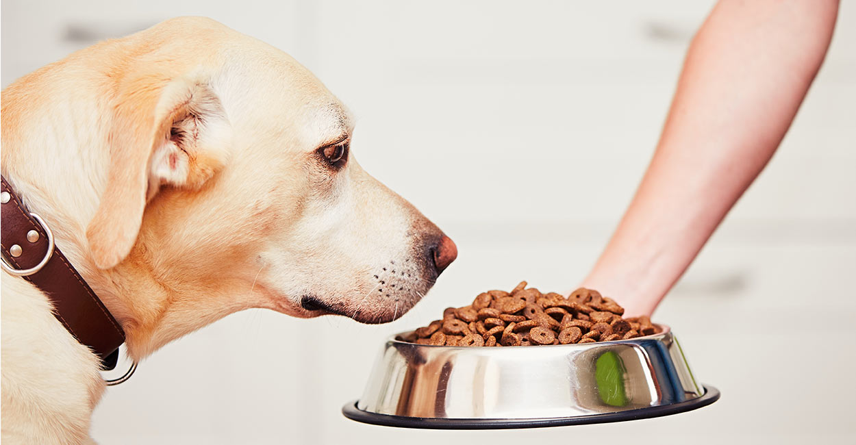 best dog food for adult lab