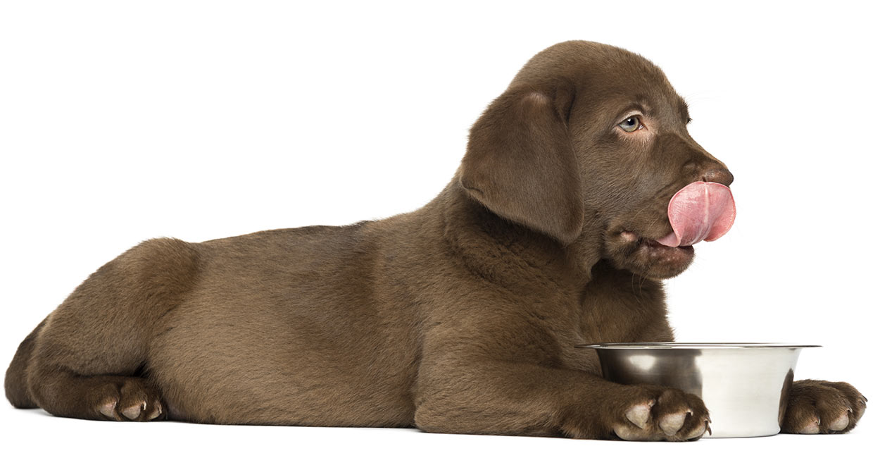 mejor comida seca para cachorros